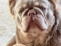 DÜNYALAR GÜZELİ KALİTELİ FRENCH BULLDOG YAVRULARIMIZ