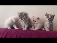 British shorthair ücretli 81 şehire gönderim