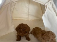 DİŞİ ORJİNAL TOY POODLE AŞILI WC EĞİTİMLİ BEBEKLER