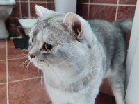 Ücretsiz sahibinden british shorthair