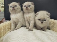 Mükemmel yüz yapısına sahip scottish fold bebeklerimiz