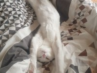 ÜCRETSİZ SAHİPLENDİRME BEYAZ DİŞİ ANKARA KEDİSİ