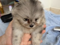 BLUE MERLE POMERANİAN MİNİ BOY