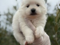 Pomeranian Erkek Bebek