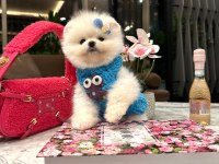 Safkan Ayıcık Surat Pomeranian Ponni