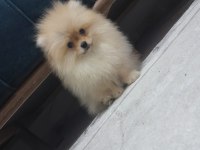 Oğluma benim kadar iyi bakabilecek birini arıyorum köpeğime