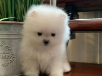 Kartopu pomeranian bebekler geldi