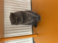 ÇOK GÜZEL SAFKAN ANNE SCOTTİSH FOLD KEDİMİZ