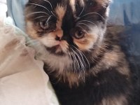 CFA KAYITLI ANNE VE BABA YAVRU KEDİMİZ