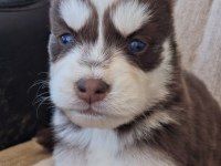 SAFKAN A KALİTE TAM MASKE MAVİGÖZ HUSKY YAVRULAR