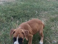 BOXER YAVRULARIMIZ