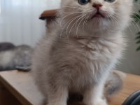 British longhair yavrularımız