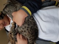 Kendi kedimin british shorthair yavrusu