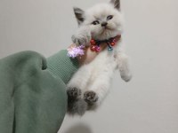 2 Aylık British Shorthair Bebekler