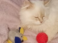 Orijinal ırk saf kan british longhair erkek