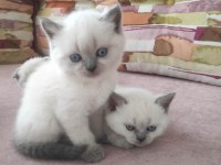 BLUE POİNT BRİTİSH SHORTHAİR YAVRULAR