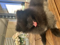 4 aylık dişi pomeranian