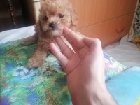 Toy Poodle 3 Dişi 2 Erkek Sağlık Boy Kilo Garantili