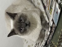 British shorthair kedimi çiftleştirmek istiyorum