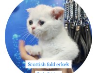 British shorthair bebekler