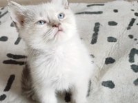 British longhair 2 aylık