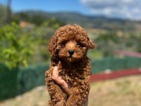 Toy poodle yavrularımız