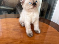 British Longhair Kediler