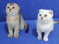Scottish Fold yavrularımız yeni yuvalarını arıyor