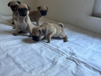 Pink Taşıyıcı pug köpekler