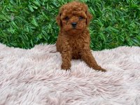 POODLE KÖPEKLER LÜTFEN DOLANDIRICILARA DİKKAT EDİN