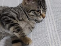 MELEZ YAVRU ANNESİ BEYAZ RUS BABASI TEKİR, SAĞLIKLI