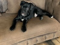 SCR Lİ CANE CORSO