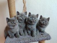 Peluş gibi british shorthair yavrularımız