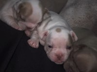 Safkan french bulldog bebekler