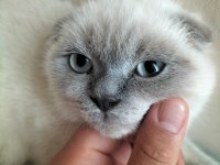 Scottish fold kedimiz Zeus için yuva arıyoruz