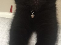 Minik puma görünümlü siyah scottish fold