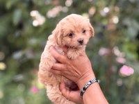 Safkan Aşılı Ve Çiş Eğitimli Maltıpoo Bebekler