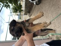 Alman kurdu yavru köpeğimiz
