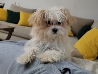 MÜKEMMEL MALTİPOO