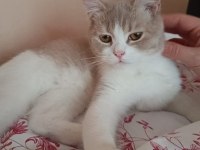Safkan anne baba aynı cins dişi 8 aylık kedimiz