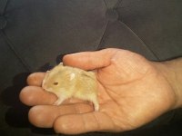 hamster gonzales ve syria