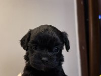 MİNİ BOY GÜZEL SURATLI SİYAH MALTİPOO YAVRULAR