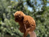Kore Poodle Yavru Baby Face