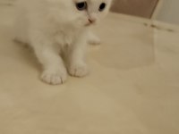 37 mart doğumlu scottish fold