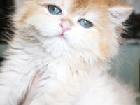 Show kalite dişi british longhair