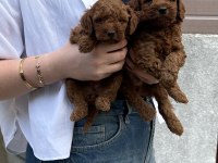 SHOW GÜZELLİKTE TOY POODLE BEBEKLER