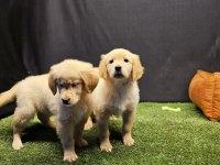 Club K9 Güvencesiyle Safkan Golden Retriever Yavruları