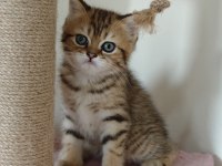 British shorthair golden 2 dişi ny11