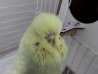Limon-duman muhabbet kuşu çifti