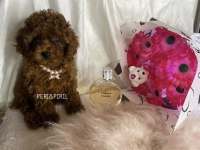 Kilo ve sağlık garantili poodle yavrular